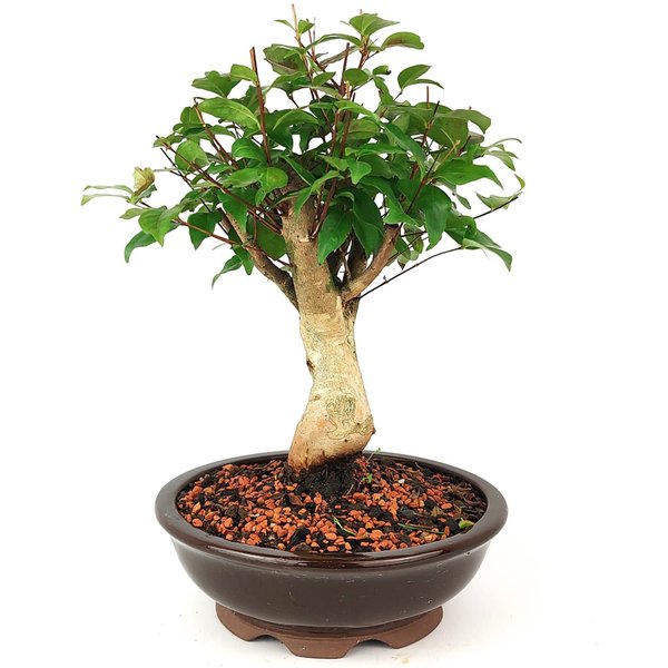 bonsai_pitanga_8_anos_32_cm_11102_2_530b6f7378ce542180ed645625d96329
