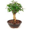bonsai_pitanga_8_anos_32_cm_11102_3_2d8f3bbb0d609b36efbdc005f353b165