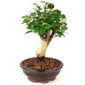 bonsai_pitanga_8_anos_32_cm_11102_4_4f7259aeff6050f9ed1278721b43f09f