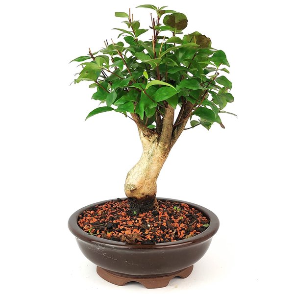 bonsai_pitanga_8_anos_32_cm_11102_4_4f7259aeff6050f9ed1278721b43f09f