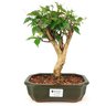 bonsai_pitanga_5_anos_26_cm_11112_1_021244eb7a2719cf2720da52d6e26eec