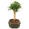 bonsai_pitanga_5_anos_26_cm_11112_2_e7e9c2a707bccfd636821deac8eae211