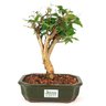 bonsai_pitanga_5_anos_26_cm_11112_3_aced855dd7b0485f9ea82dc7481a26e0