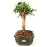 bonsai_pitanga_5_anos_26_cm_11112_4_f32c413b16ae000076da97c32988e381
