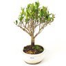 bonsai_cereja_silvestre_5_anos_28_cm_11120_4_c4a324604fff545233f3b767570f6115