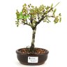 bonsai_piracanta_vermelha_2_anos_21_cm_11180_1_996d289ba5408474b0adba35922b974b