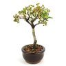bonsai_piracanta_vermelha_2_anos_21_cm_11180_2_7259c535a0bd7e6963db6e76505b47fd