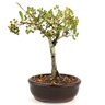 bonsai_piracanta_vermelha_2_anos_21_cm_11180_3_fc831fc0057e37003cb4f0e8518ed9e2