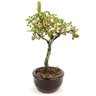 bonsai_piracanta_vermelha_2_anos_21_cm_11180_4_509dd5131f260d022a4dc1b884e49543