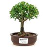 bonsai_buxus_harlandii_2_anos_17_cm_11194_1_31cd73cf02602ad7650ff2ea83c4f123