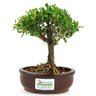 bonsai_buxus_harlandii_2_anos_17_cm_11194_3_2370d2dc634bc9a7f32b9c910ed9f339