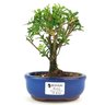 bonsai_buxus_harlandii_2_anos_17_cm_11196_1_f206d17762d64f4f6c3b22903110e387