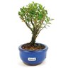 bonsai_buxus_harlandii_2_anos_17_cm_11196_2_8617d221f3203813c12a838855718ae3