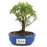 bonsai_buxus_harlandii_2_anos_17_cm_11196_3_db31fd8aa895c4e10d2ada8c3b784acf
