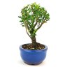 bonsai_buxus_harlandii_2_anos_17_cm_11196_4_cd8aa4ec24129353b535efcee27febfa