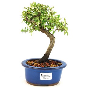 bonsai_piracanta_variegata_3_anos_25_cm_11228_1_eda7ffe3b1c91fa9c34d994951fbf06b