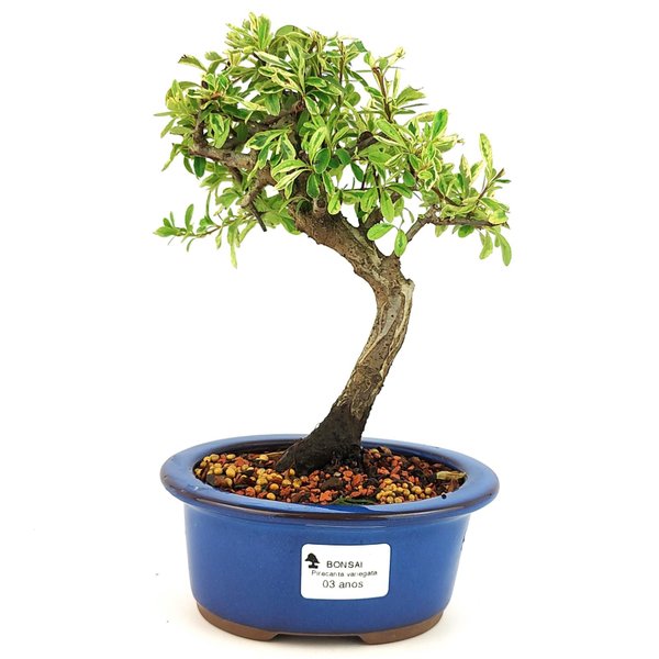 bonsai_piracanta_variegata_3_anos_25_cm_11228_1_eda7ffe3b1c91fa9c34d994951fbf06b