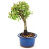 bonsai_piracanta_variegata_3_anos_25_cm_11228_2_6c2466dc30f0f29c27381735e25d73f5