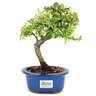 bonsai_piracanta_variegata_3_anos_25_cm_11228_3_de58308bc58d554161fbf4e162f05729