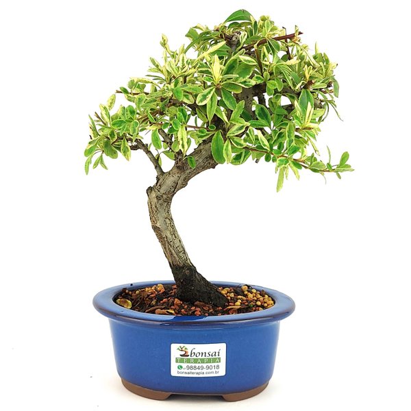 bonsai_piracanta_variegata_3_anos_25_cm_11228_3_de58308bc58d554161fbf4e162f05729