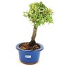 bonsai_piracanta_variegata_3_anos_25_cm_11228_4_698d48e011388f40357ceca8387d6555