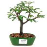 bonsai_caliandra_rosa_2_anos_18_cm_11244_1_49fa1db351a40ca6ef49a7120e54c89b