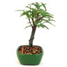 bonsai_caliandra_rosa_2_anos_18_cm_11244_2_5b0caac12a229106fe503b357fac3a04