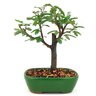 bonsai_caliandra_rosa_2_anos_18_cm_11244_3_659abc2c1cd44469321f3c81fe1095da