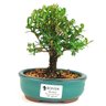 bonsai_buxus_harlandii_2_anos_15_cm_11266_1_774fdc01a43315ecdb5a7a0bb6241fac