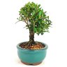 bonsai_buxus_harlandii_2_anos_15_cm_11266_2_06ec33c0a1c6ed7e4f61412896a86d01