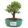 bonsai_buxus_harlandii_2_anos_15_cm_11266_3_c1d6c7fb1c07e59e14789965cc867fc6