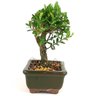 bonsai_buxus_harlandii_2_anos_15_cm_11268_2_c74ad251557cbd1319b1bc3f1fa7ee15