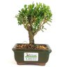 bonsai_buxus_harlandii_2_anos_15_cm_11268_3_697cf0945c1789c7885cf4ae3904390f