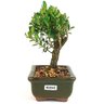 bonsai_buxus_harlandii_2_anos_15_cm_11268_4_92b5bd2866e7b0c269d939526f13eb94
