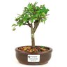 bonsai_ulmus_2_anos_19_cm_11270_1_c1e9879597ec3617bf38ed52ed52ebfa