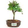bonsai_ulmus_2_anos_19_cm_11270_3_0633620e7b81fa8e23e3a7f50280ca3e