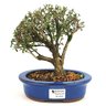 bonsai_serissa_rosa_4_anos_21_cm_11300_1_10b7e1d3e74aa4f11c350472e397da80