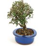 bonsai_serissa_rosa_4_anos_21_cm_11300_2_c2568c7980d94cd61a76b876a1704cf4