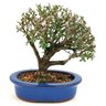 bonsai_serissa_rosa_4_anos_21_cm_11300_3_420c657b61638d4ea056df3f696e863c