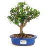 bonsai_cereja_silvestre_4_anos_25_cm_11318_1_bf2785f6318976b694e02bf2cfd58f95