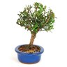 bonsai_cereja_silvestre_4_anos_25_cm_11318_2_65b4805557f14466ce932af6e368393f