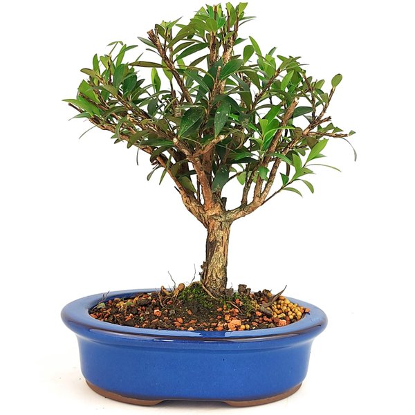 bonsai_cereja_silvestre_4_anos_25_cm_11318_3_fb18fdf31d294915979e7c9e2472d834