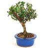 bonsai_cereja_silvestre_4_anos_25_cm_11318_4_456e43ea65437899eee36a22476069bf