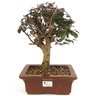 bonsai_loropetalum_rubrum_7_anos_33_cm_11346_1_ce0701e890f9e47e9cdac39fa8550c1c