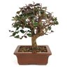 bonsai_loropetalum_rubrum_7_anos_33_cm_11346_3_54311b74ae4eefc234d441d33e0f42e0