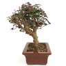 bonsai_loropetalum_rubrum_7_anos_33_cm_11346_4_78b35119810a1ddabb51306a627e0a02