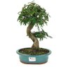 bonsai_caliandra_rosa_7_anos_30_cm_11598_1_be1e7aca70f1181ea26a6b5804aed30b