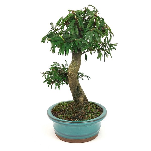 bonsai_caliandra_rosa_7_anos_30_cm_11598_2_6ef14642c33bf4a20c96c54bf0498423