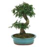 bonsai_caliandra_rosa_7_anos_30_cm_11598_3_54cfe868c61688b048bf308ef8f8292a