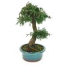 bonsai_caliandra_rosa_7_anos_30_cm_11598_4_327ca9ddfa2f604c04fc29168340b3ed